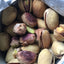 Castania Salted Pistachios | 35g Packs