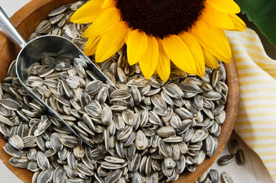 Castania Sunflower Seeds | 180g Bags